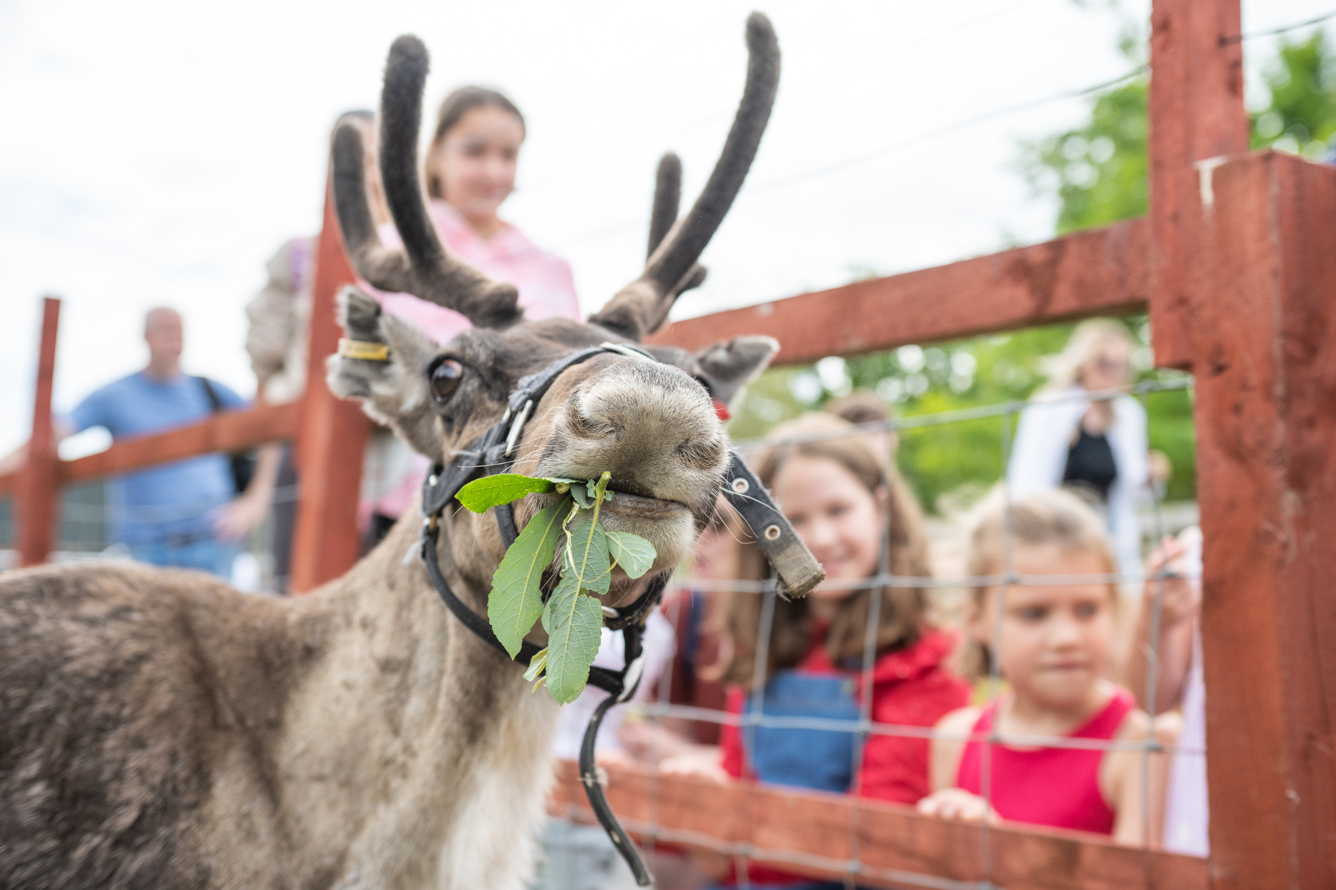 REINDEER